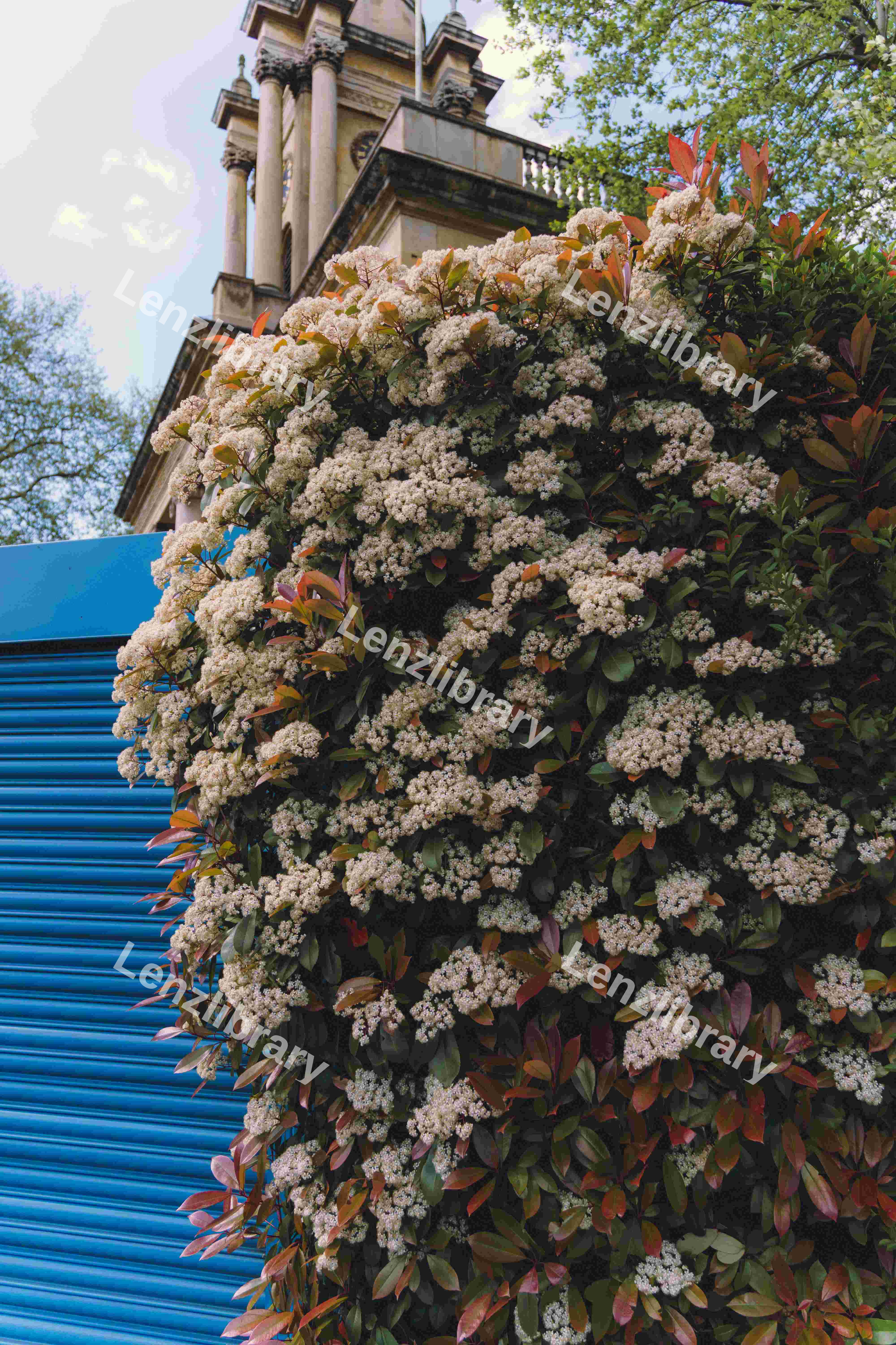 A Photinia Bush